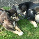 Sukka und Tassu