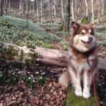 Kapu