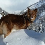 hund1