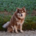 Kapu