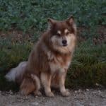 Kapu