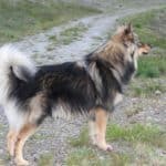 Koivu