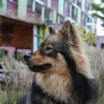 Koivu