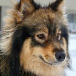 Koivu