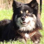 Pukki