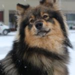Koivu