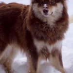Kaapo