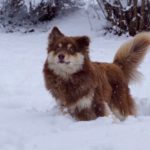 Kaapo