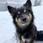 Kiira