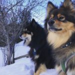 Pukki & Fiinnis