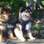 Fiinnis und Finja