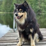 Aatos 2019