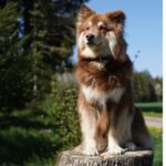 Kaapo