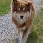 Kaapo